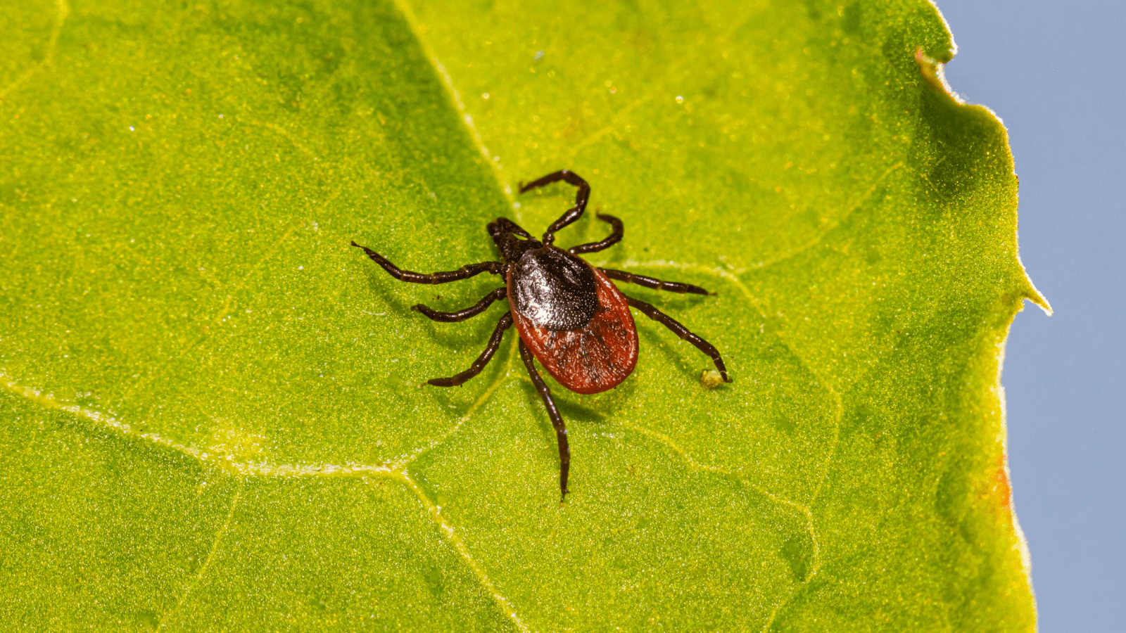 Protect Yourself from Ticks